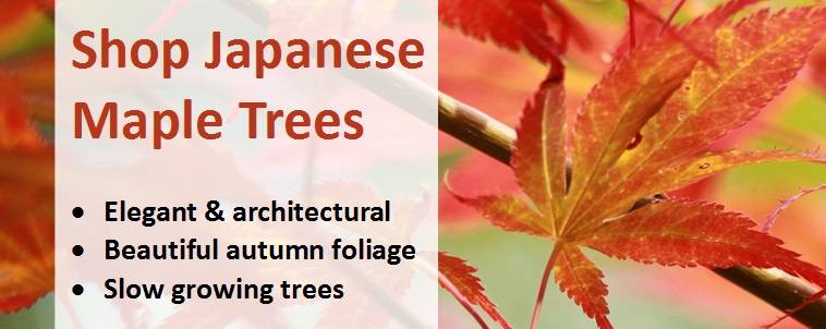 Shop for Japanese Maple Trees 7